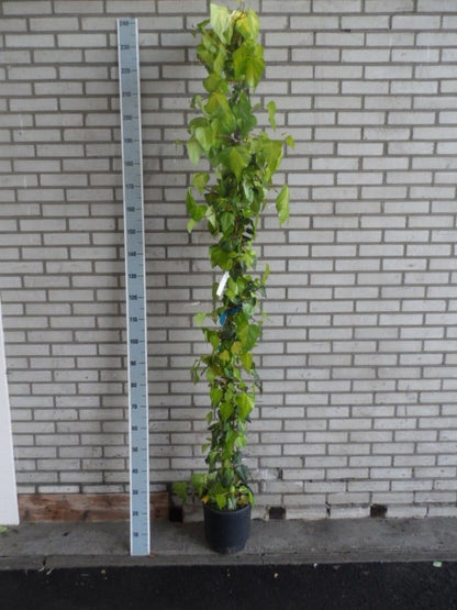  Kaukasische Klimop (Hedera Colchica 'Sulphur Heart')