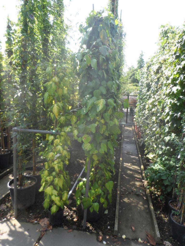  Kaukasische Klimop (Hedera Colchica 'Sulphur Heart')