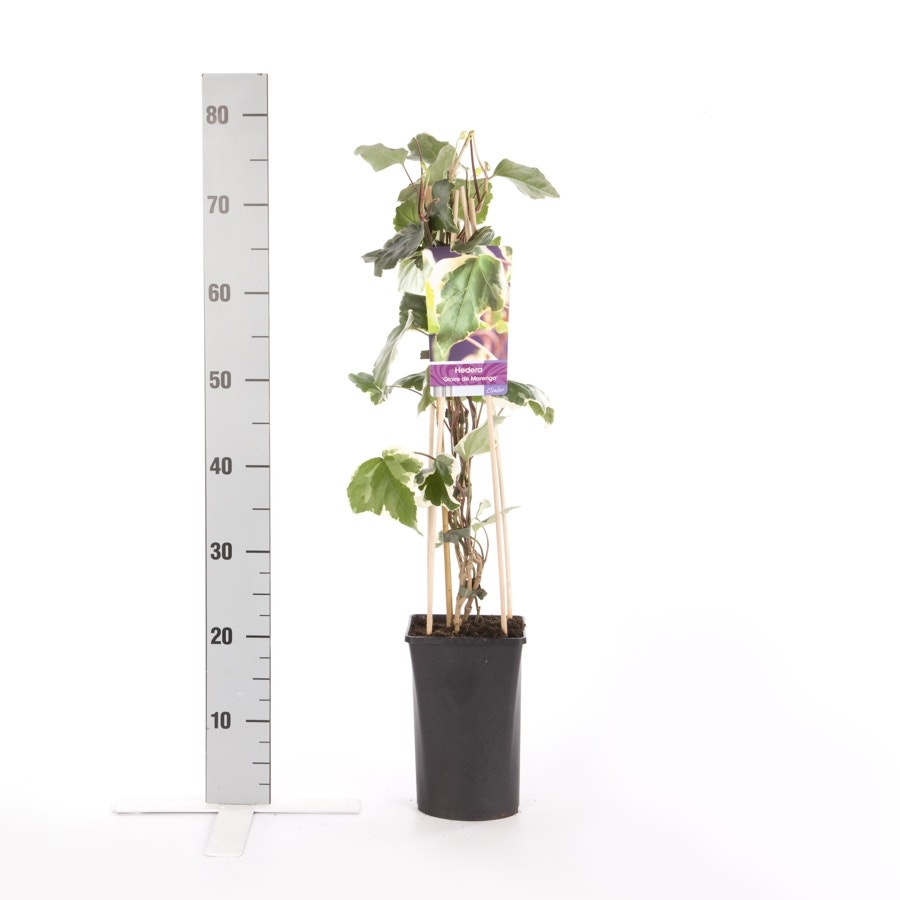  Algerijnse Klimop (Hedera Algeriensis 'Gloire De Marengo')