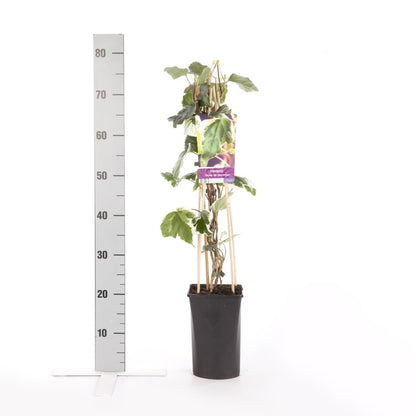  Algerijnse Klimop (Hedera Algeriensis 'Gloire De Marengo')