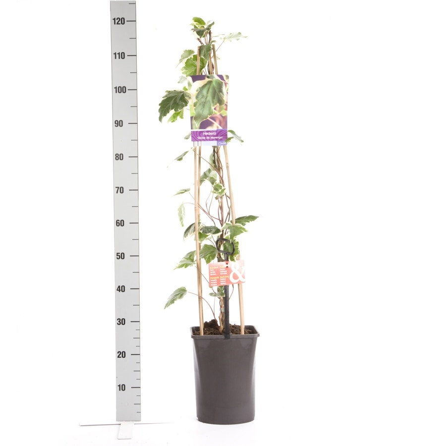  Algerijnse Klimop (Hedera Algeriensis 'Gloire De Marengo')