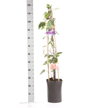  Algerijnse Klimop (Hedera Algeriensis 'Gloire De Marengo')