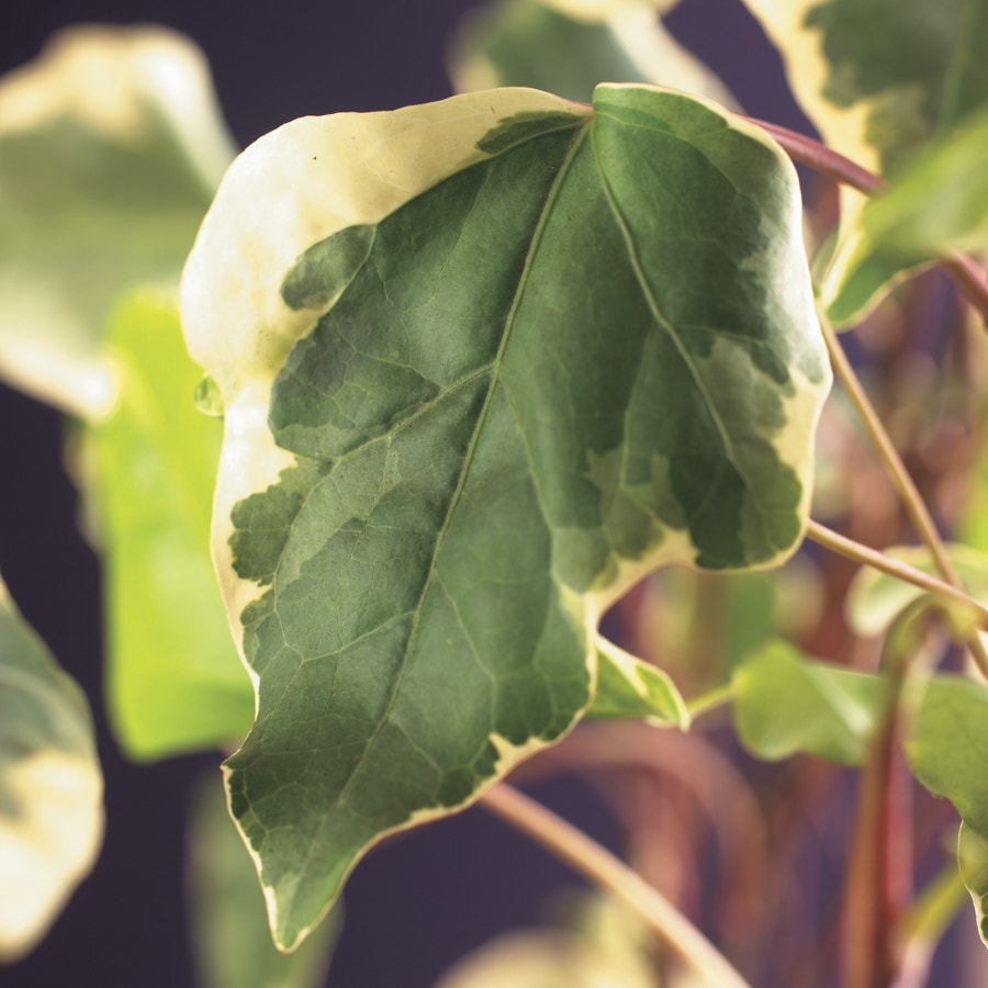  Algerijnse Klimop (Hedera Algeriensis 'Gloire De Marengo')