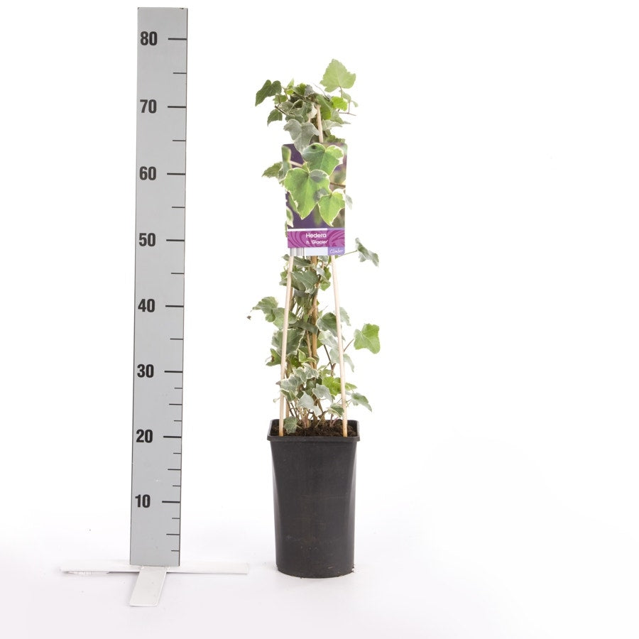  Klimop (Hedera Helix 'Glacier')