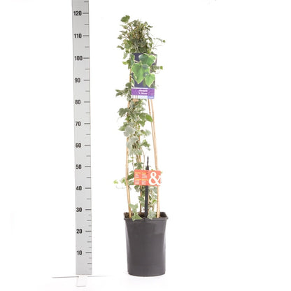  Klimop (Hedera Helix 'Glacier')