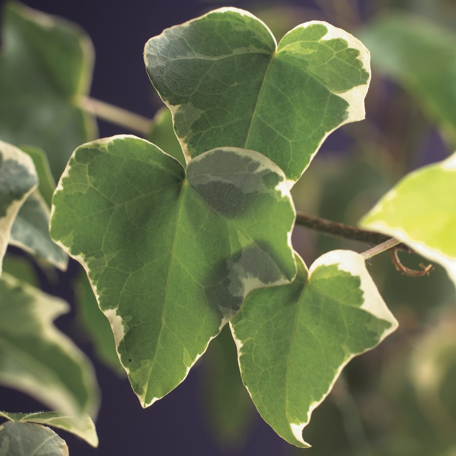  Klimop (Hedera Helix 'Glacier')