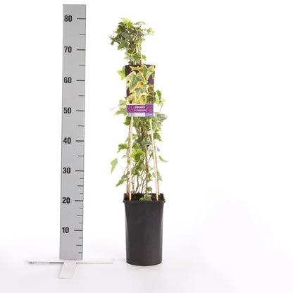  Klimop (Hedera Helix 'Goldchild')