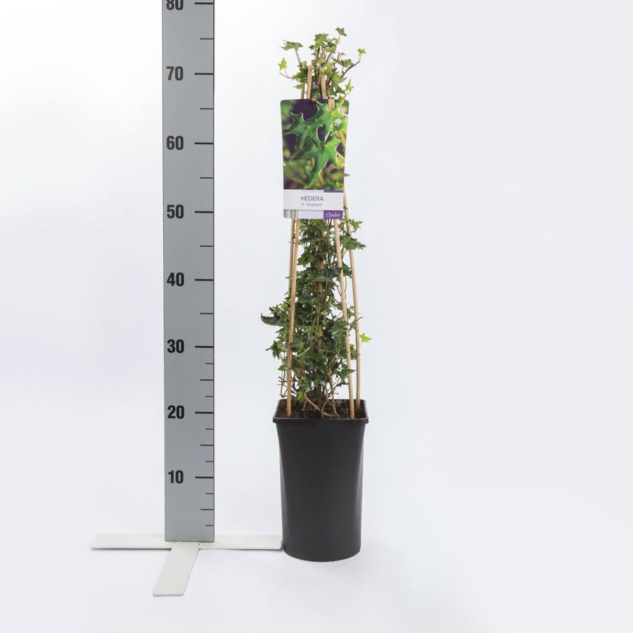  Klimop (Hedera Helix 'Ivalace')