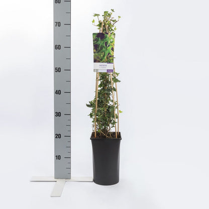  Klimop (Hedera Helix 'Ivalace')