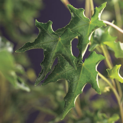  Klimop (Hedera Helix 'Ivalace')