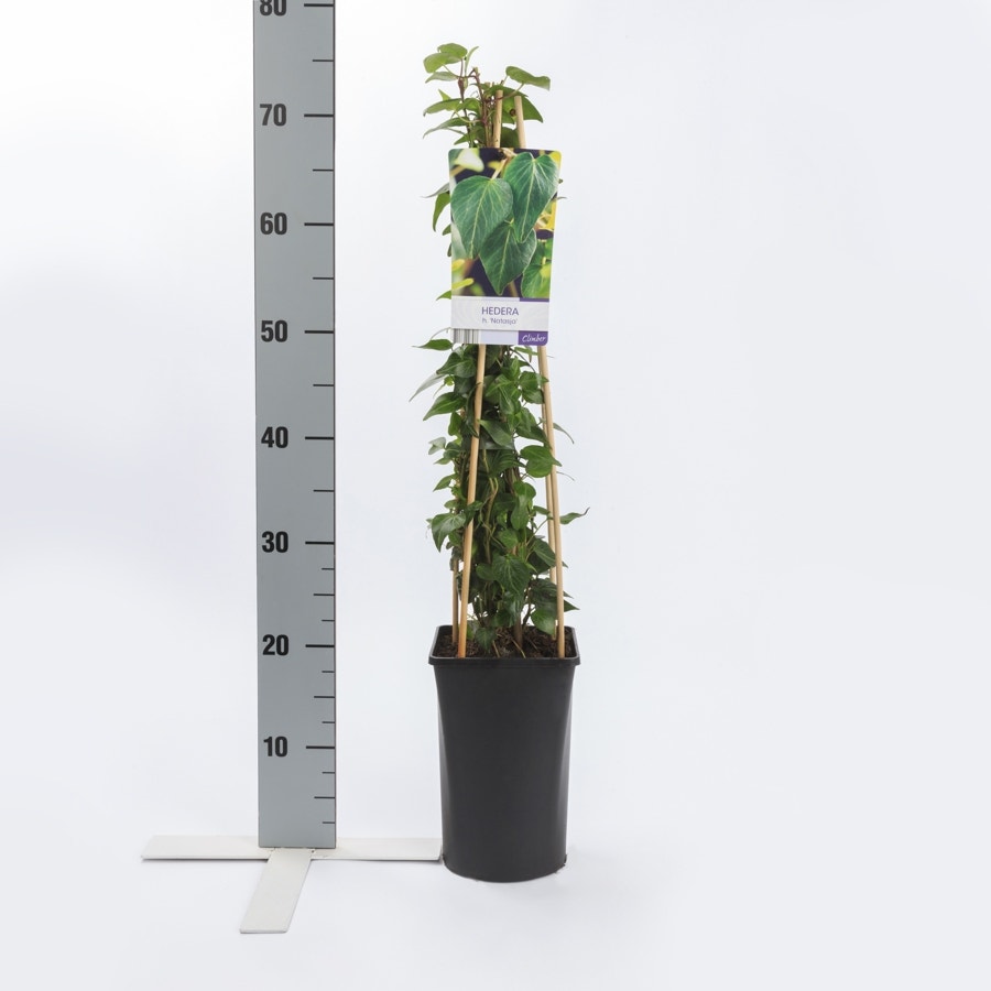  Klimop (Hedera Helix 'Natasja')