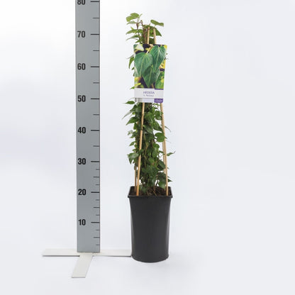  Klimop (Hedera Helix 'Natasja')