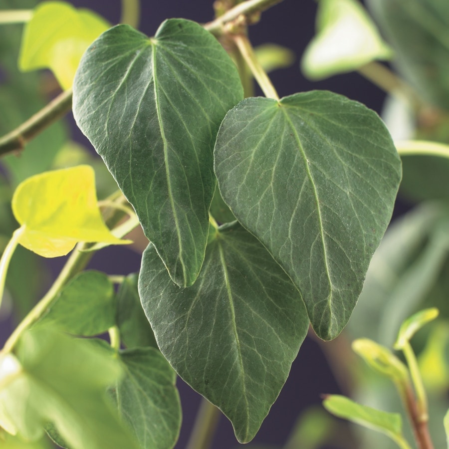  Klimop (Hedera Helix 'Natasja')