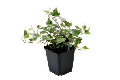 Klimop (Hedera Helix 'Glacier')