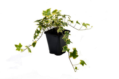  Klimop (Hedera Helix 'Goldchild')