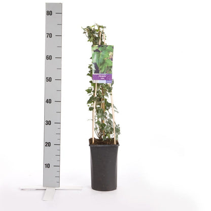  Kleinbladige Klimop (Hedera Helix)