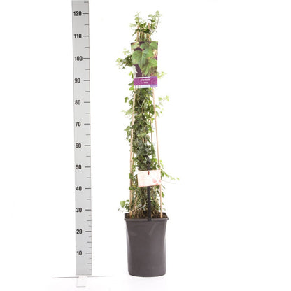  Kleinbladige Klimop (Hedera Helix)
