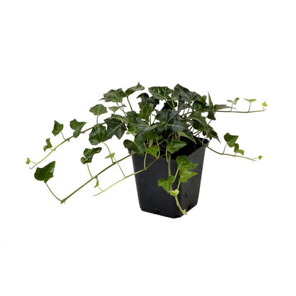  Kleinbladige Klimop (Hedera Helix)