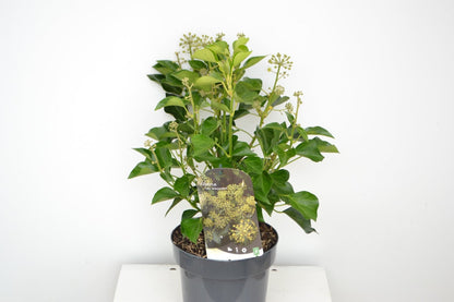  Struikklimop (Hedera Helix 'Arborescens')