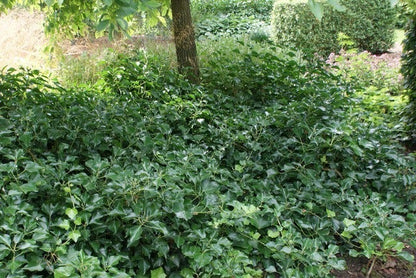  Struikklimop (Hedera Helix 'Arborescens')