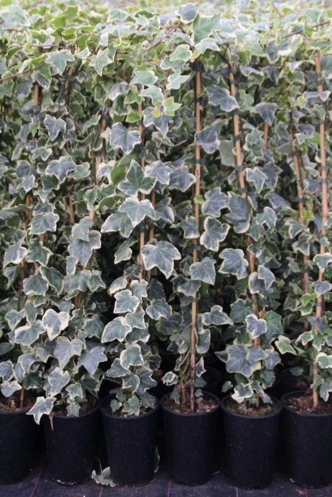  Klimop (Hedera Helix 'Glacier')