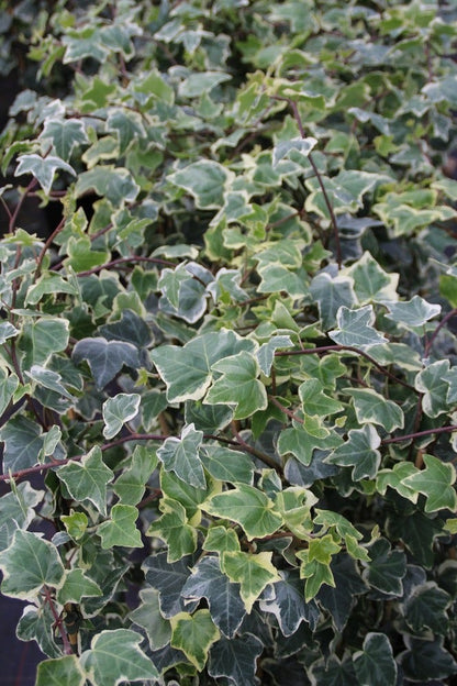  Klimop (Hedera Helix 'Glacier')