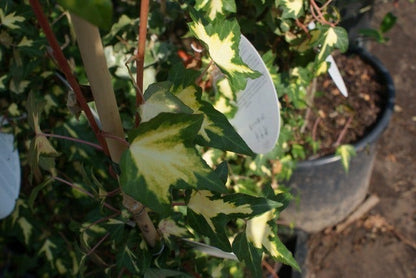  Klimop (Hedera Helix 'Goldheart')