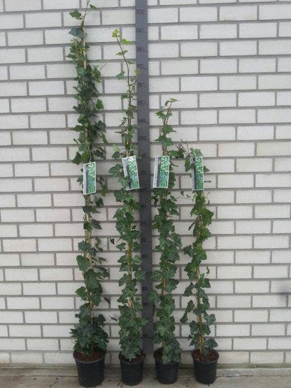  Grootbladige Klimop (Hedera Hibernica)