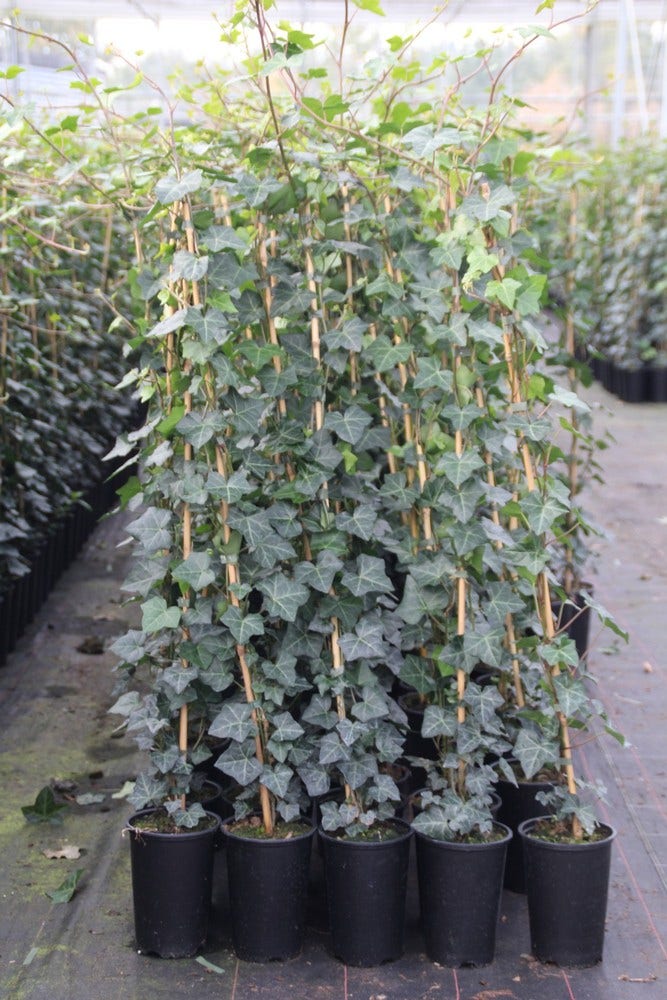  Grootbladige Klimop (Hedera Hibernica)