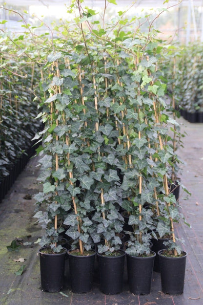  Grootbladige Klimop (Hedera Hibernica)