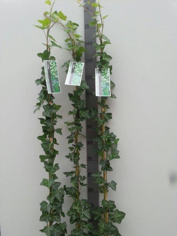  Grootbladige Klimop (Hedera Hibernica)