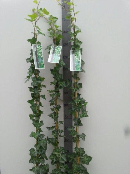  Grootbladige Klimop (Hedera Hibernica)