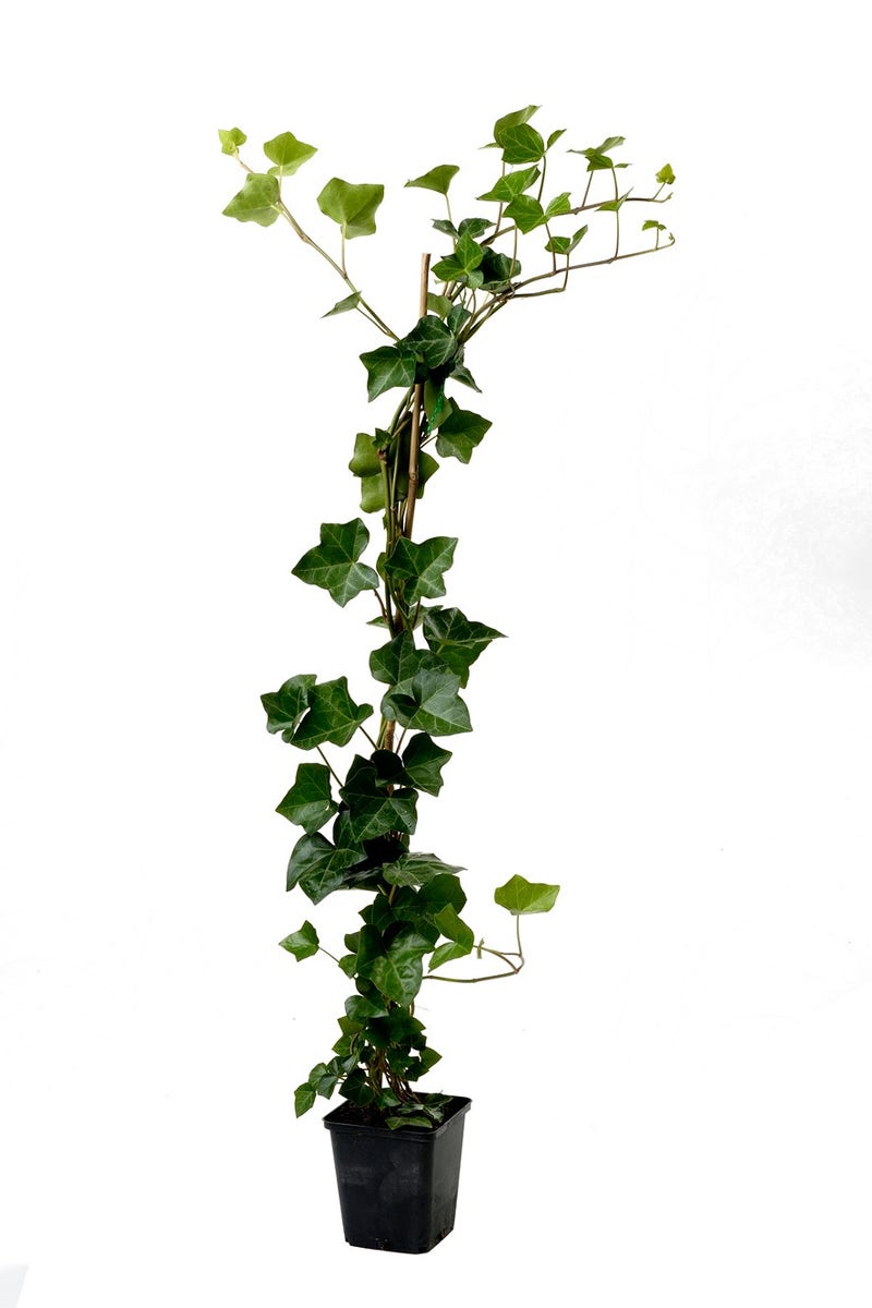  Grootbladige Klimop (Hedera Hibernica)