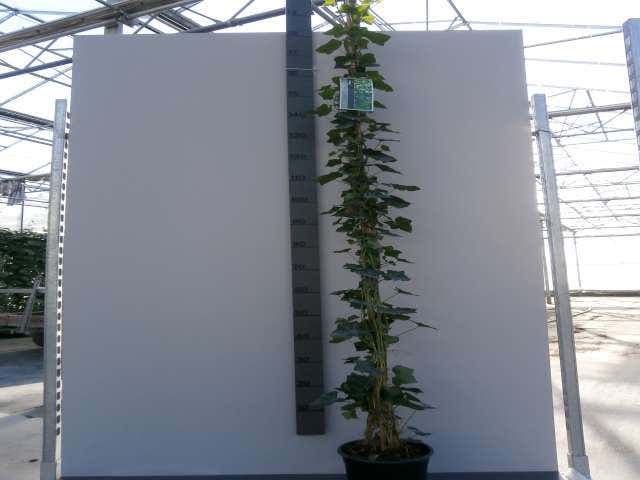  Grootbladige Klimop (Hedera Hibernica)