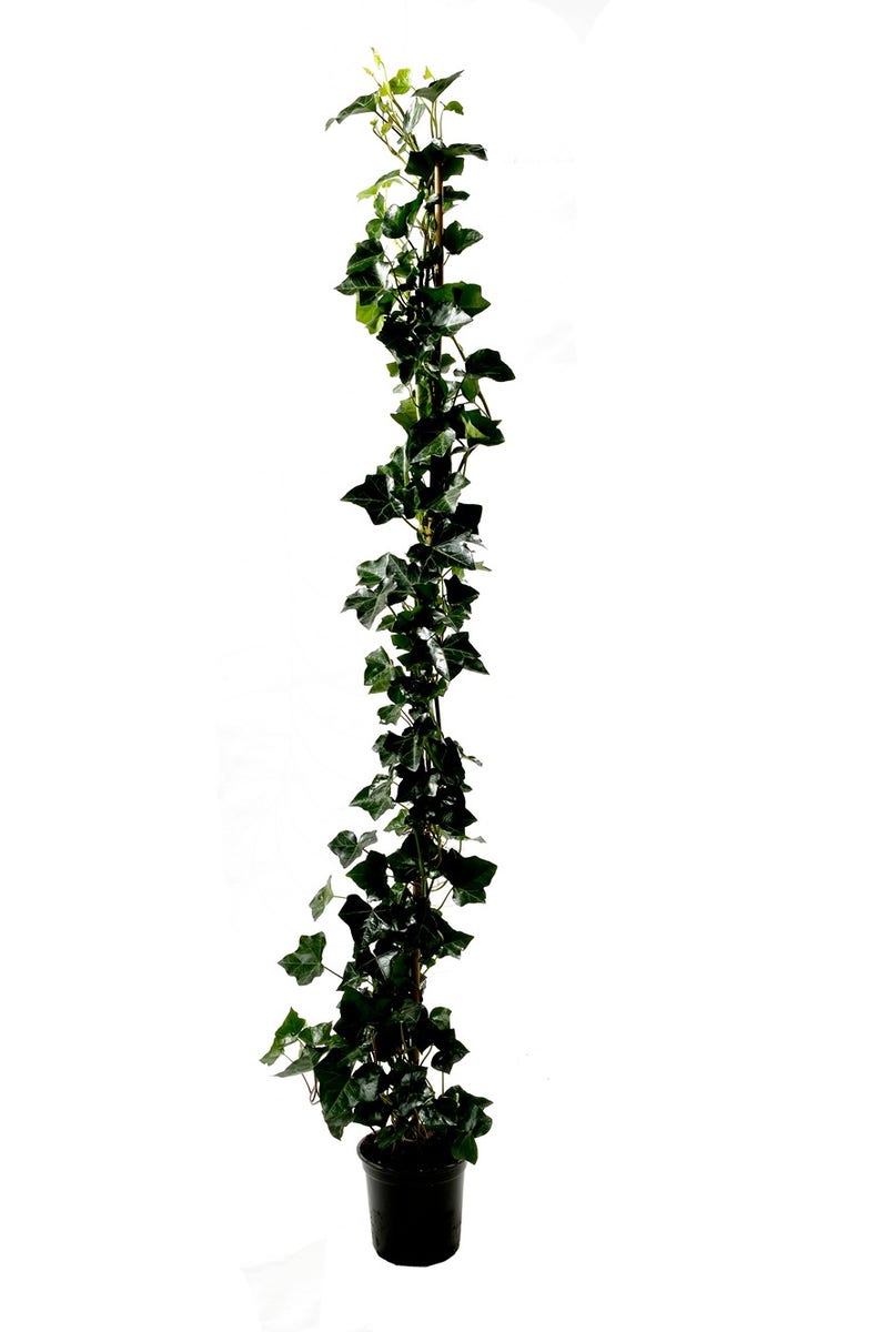  Grootbladige Klimop (Hedera Hibernica)