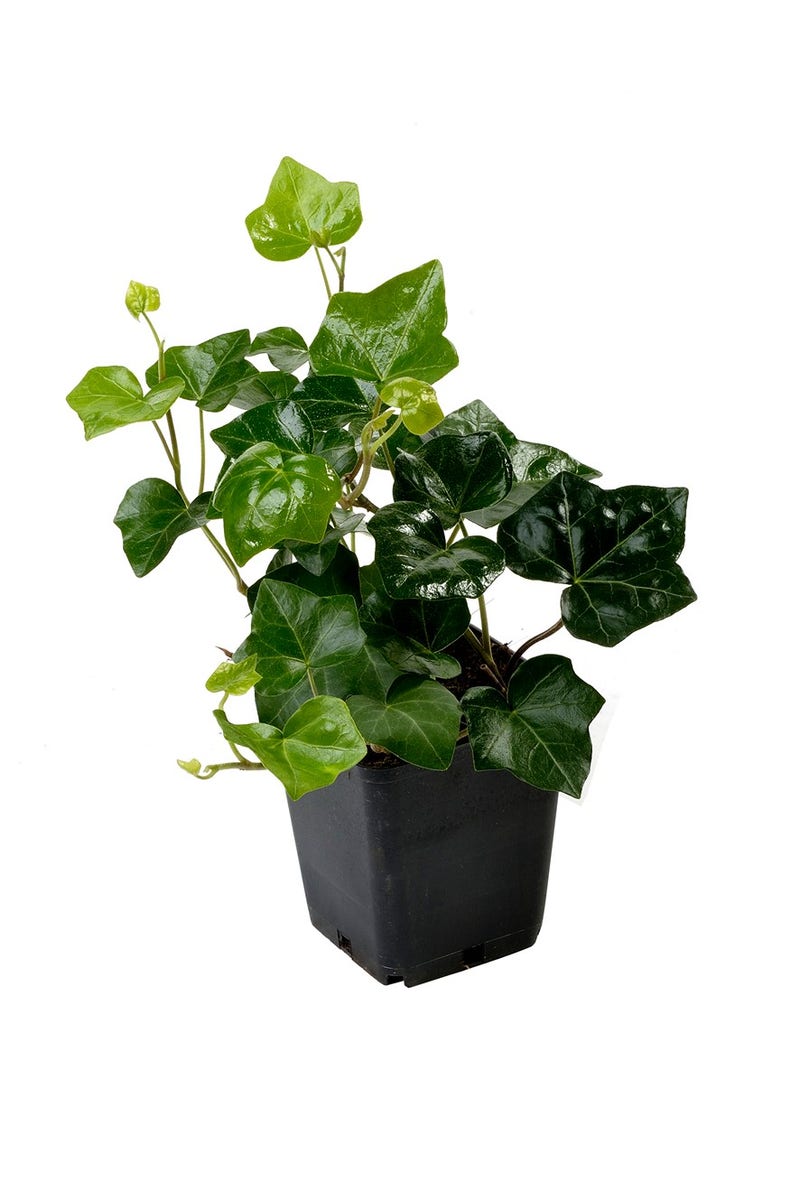  Grootbladige Klimop (Hedera Hibernica)