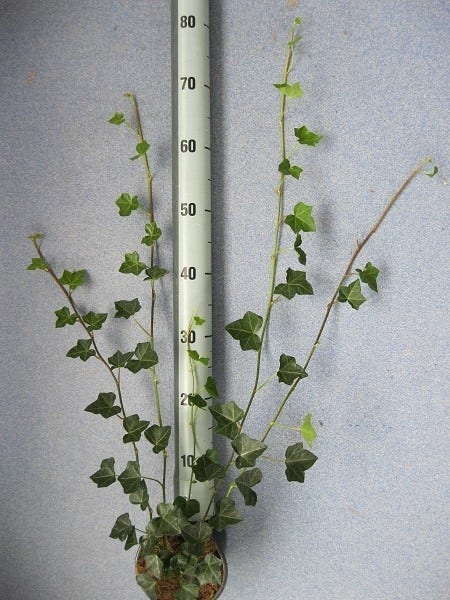 Grootbladige Klimop (Hedera Hibernica)