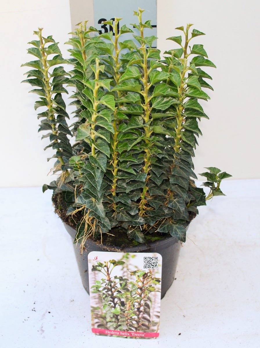  Struikklimop (Hedera Helix 'Erecta')