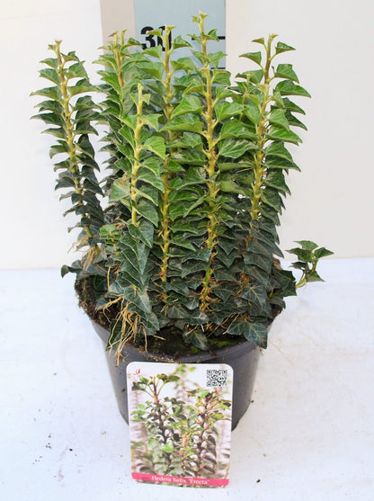  Struikklimop (Hedera Helix 'Erecta')