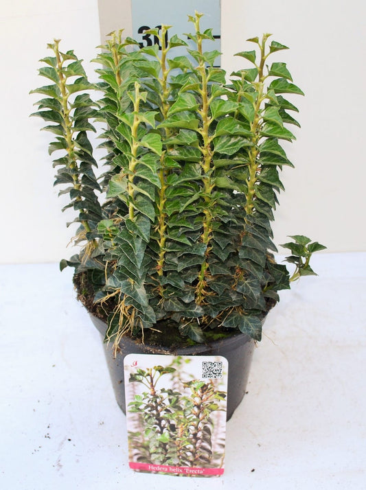  Struikklimop (Hedera Helix 'Erecta')