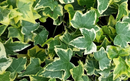 Klimop (Hedera Helix 'Goldchild')