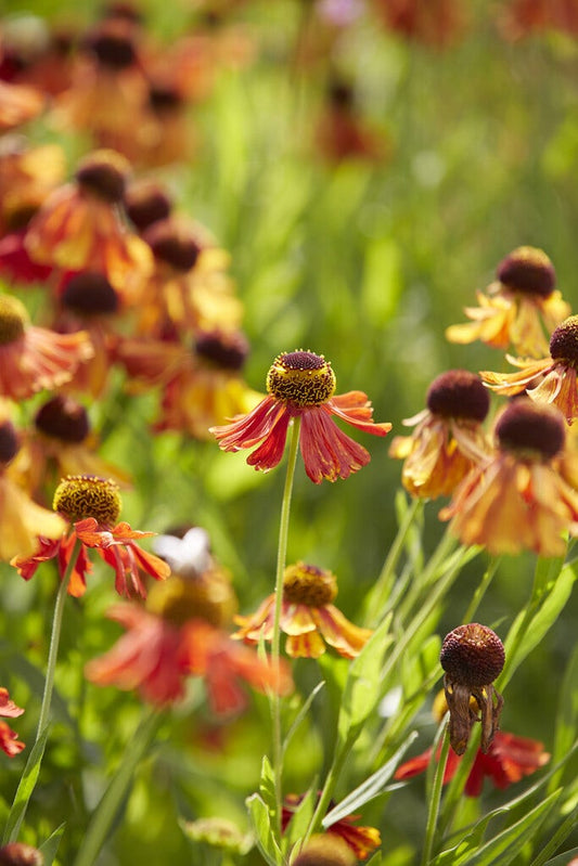  Zonnekruid (Helenium 'Moerheim Beauty')