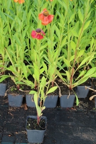  Zonnekruid (Helenium 'Moerheim Beauty')