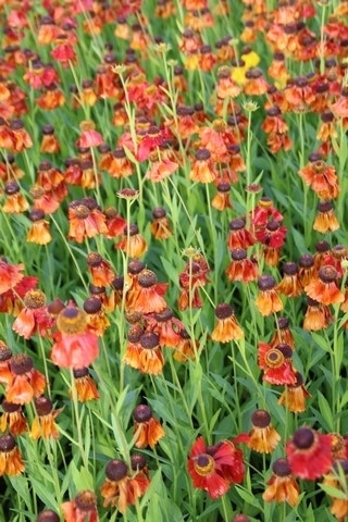  Zonnekruid (Helenium 'Moerheim Beauty')