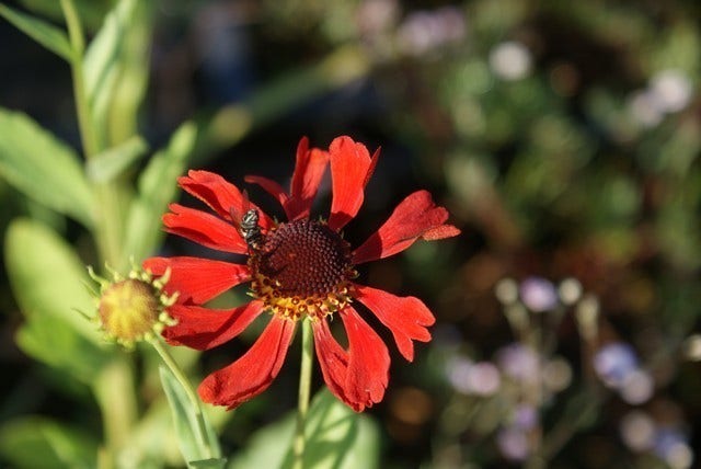  Zonnekruid (Helenium 'Moerheim Beauty')