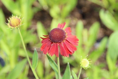  Zonnekruid (Helenium 'Moerheim Beauty')