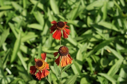 Zonnekruid (Helenium 'Moerheim Beauty')