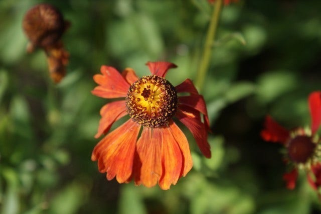 Zonnekruid (Helenium 'Moerheim Beauty')