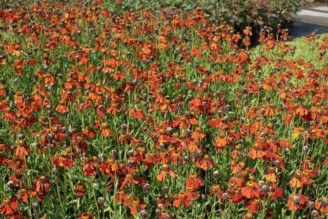  Zonnekruid (Helenium 'Moerheim Beauty')