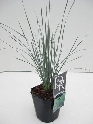  Sierhaver (Helictotrichon Sempervirens)
